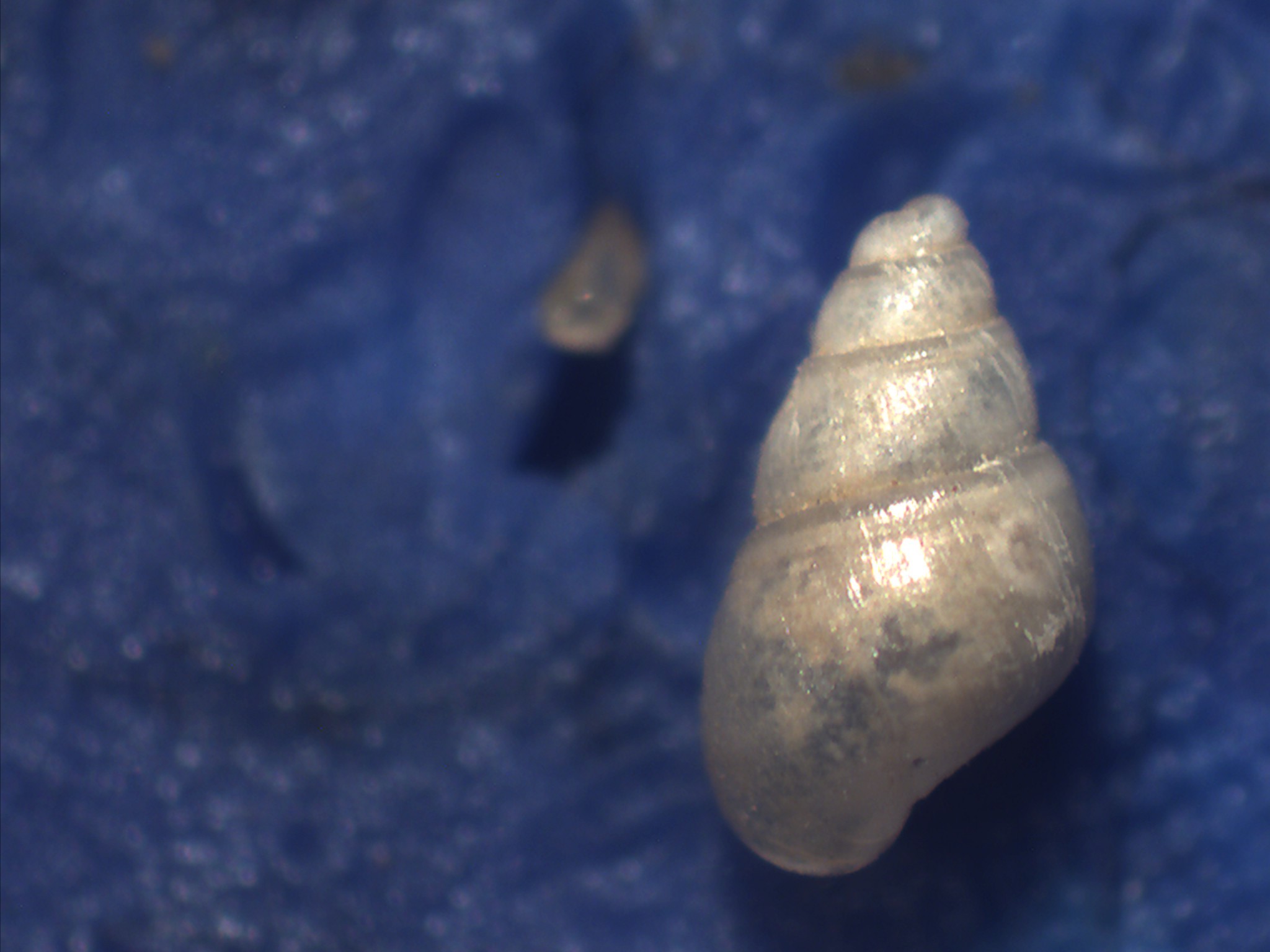 Odostomia da identificare